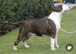 COVER UP INTO MEGAVILLE